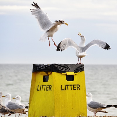 bespoke training birds on a beach